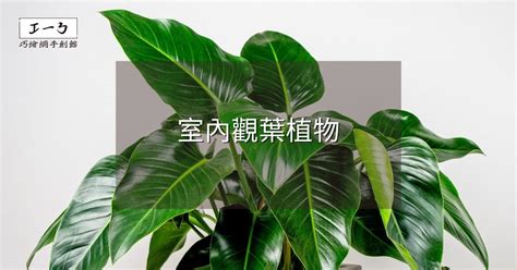 室內闊葉植物|2024年室內觀葉植物精選與專業養護指南 